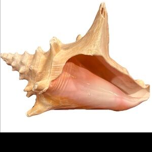 SEASHELL 8” nautical BEIGE HORNED QUEEN CONCH BEACH ocean shell pink Inside LRG